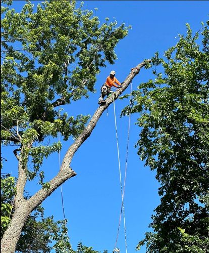 Tree Trimming