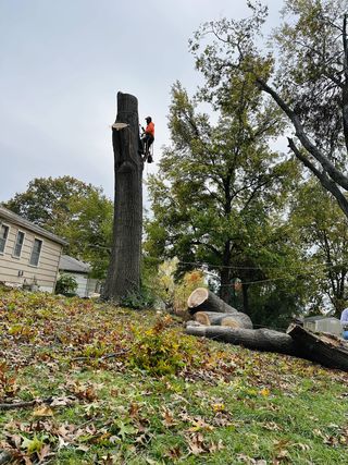 Tree service project showcase