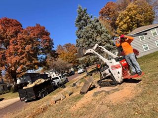 Tree service project showcase