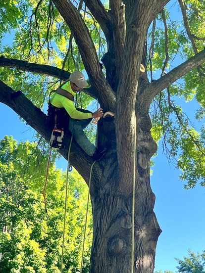 Tree service project showcase