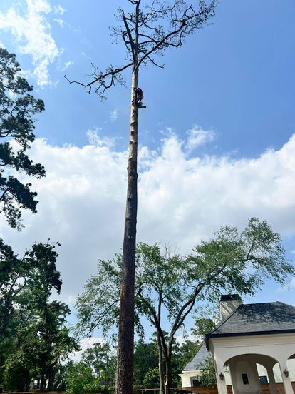 Tree service project showcase